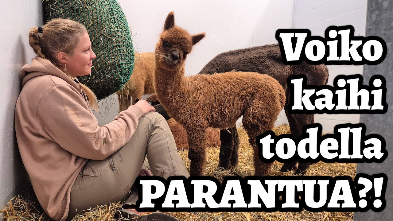 Cupido viimein silmätutkimuksiin - SAATIIN HYVIN JÄNNITTÄVIÄ TULOKSIA!