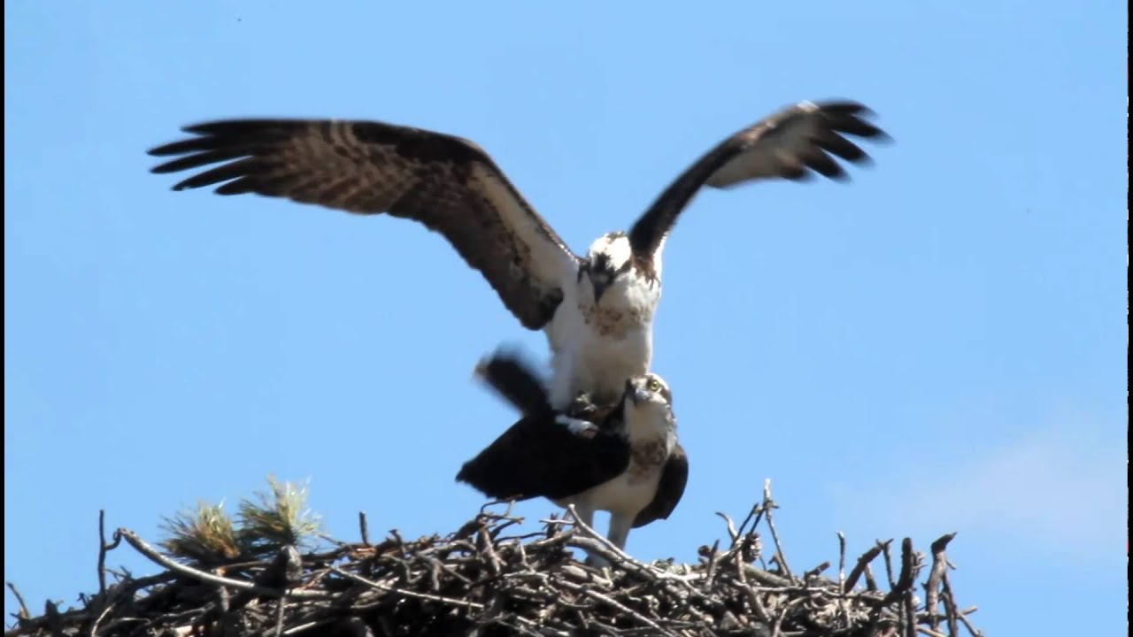 Osprey Mating 017 YouTube
