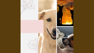 Alluring Cozy Dogs