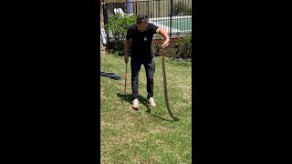 Famous Brave snake catcher removes massive eastern brown snake from QLD home Net Worth