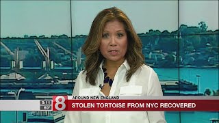 Stolen tortoise found and returned to animal shelter