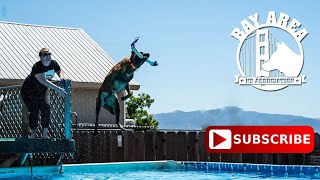 Dock Diving