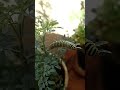 Papilio machaon ha tornat a la Ruta officinalis, Crevillent 17/6/26 6 c