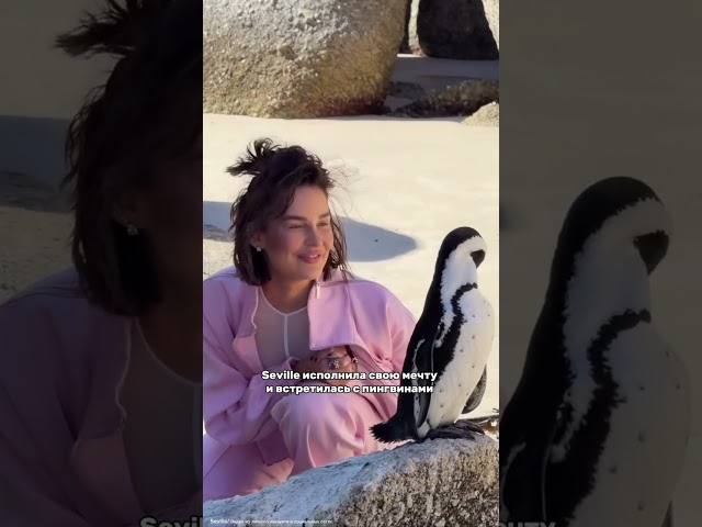 У Seville сбылось её заветное желание  она встретилась с пингиваними в Кейптауне!