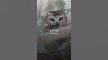 #القرآن_الكريم #تلاوة_خاشعة #اكسبلور #ماهر_المعيقلي #ياسر_الدوسري #لايك #ترند #تيك_توك #قرآن #تلاوات