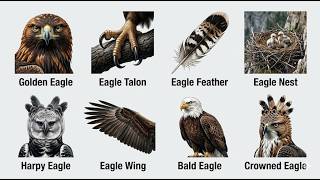 All 10 Eagle Species Explained in 5 Minutes