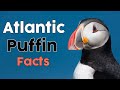 The Atlantic Puffin Facts