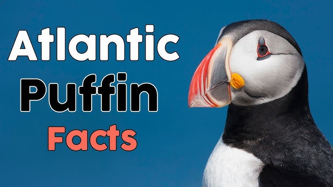 How the adorable Atlantic puffin came back from near extinction