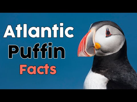 Video: Puffin là người bơi giỏi nhất trong các loài chim