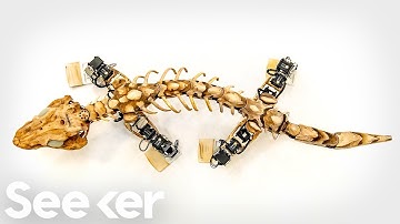 How Did Roboticists Get This Ancient Fossil To Walk?
