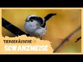 Tiergeräusche | Schwanzmeise 🐦