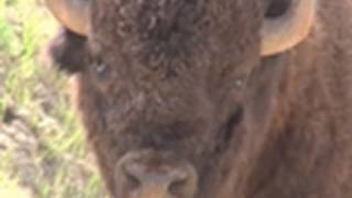 HUGE BISON CHARGES CAR, also WILD HORSES - VAN DWELLER Road Trip vLog