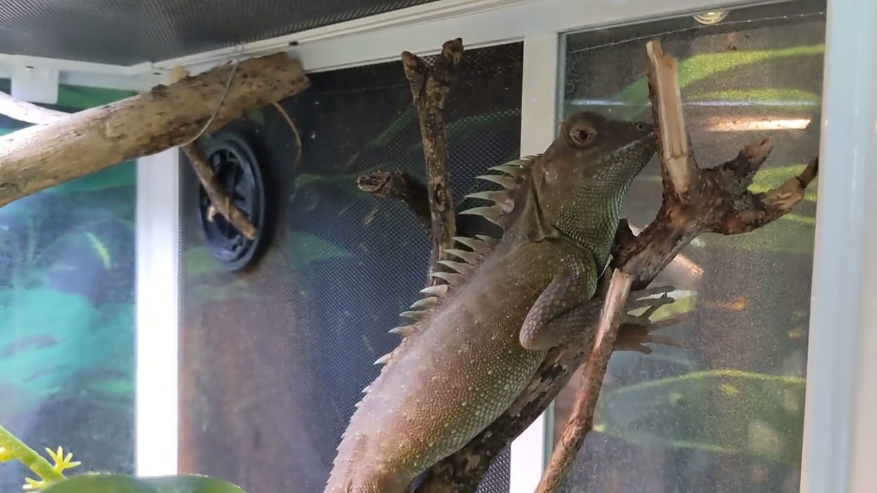 Natal's horned dragon care video
