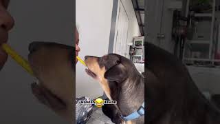 Mom is feeding the dog a treat #dog #doglover #cutepet #dogowner Mom is feeding the dog a treat #dog #doglover #cutepet #dogowner