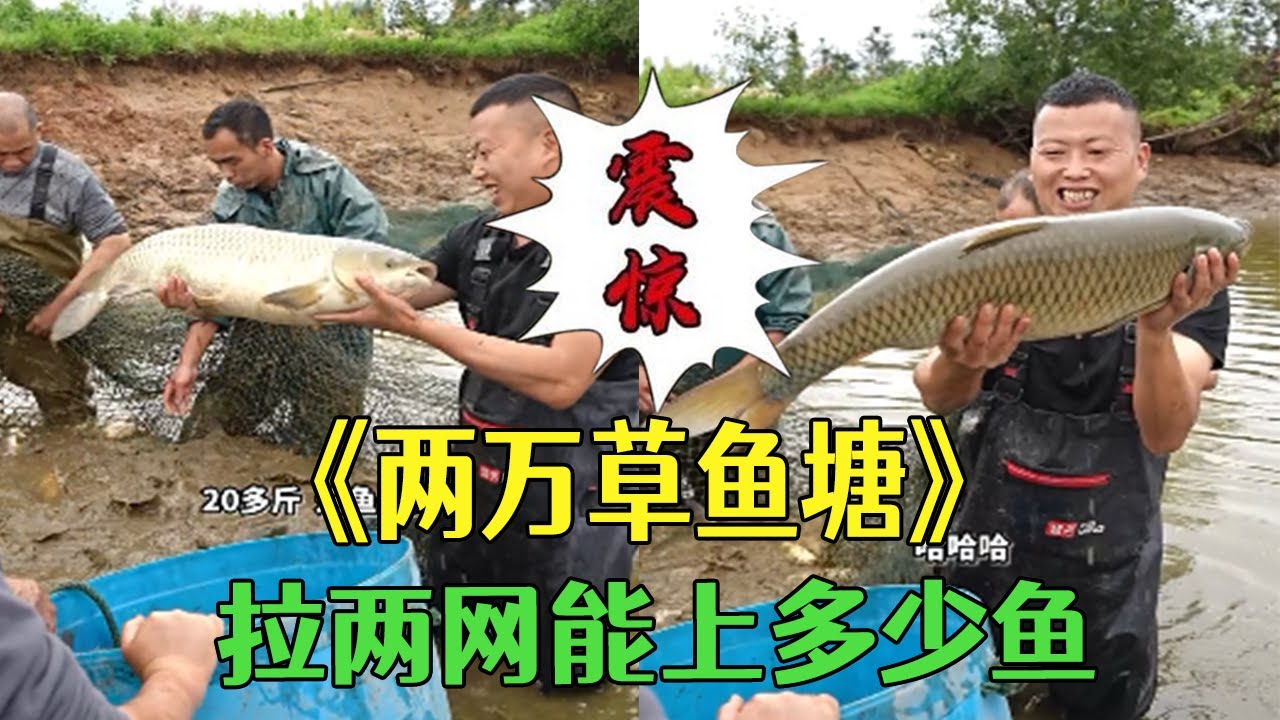 花2萬包下壹口草魚塘，看看在裏面拉兩網到底能上多少魚？