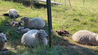 Lambing Season from the RV #rvfulltime #nature #lambslife #spring #sheep #cute #cat