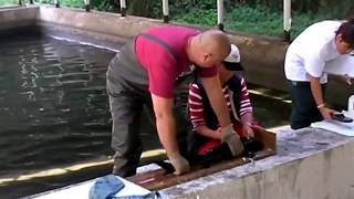 Sturgeon tagging operation in Turkey. Mersin balığı markalama uygulaması