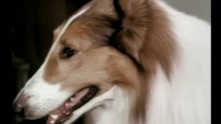 2 Rangesr Lassie (Season 16 Eps.14 The Road Back Part 1)