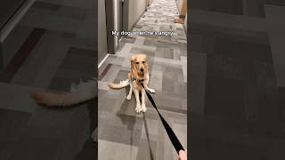 These silly dogs are full of chaos, laughs, and endless energy!  #SillyDogs #FunnyDogs #DogComedy