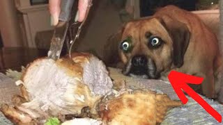 Try Not To Laugh Challenge - Funny Cat & Dog Vines compilation 2020 | Cute Cats and Dogs Compilation