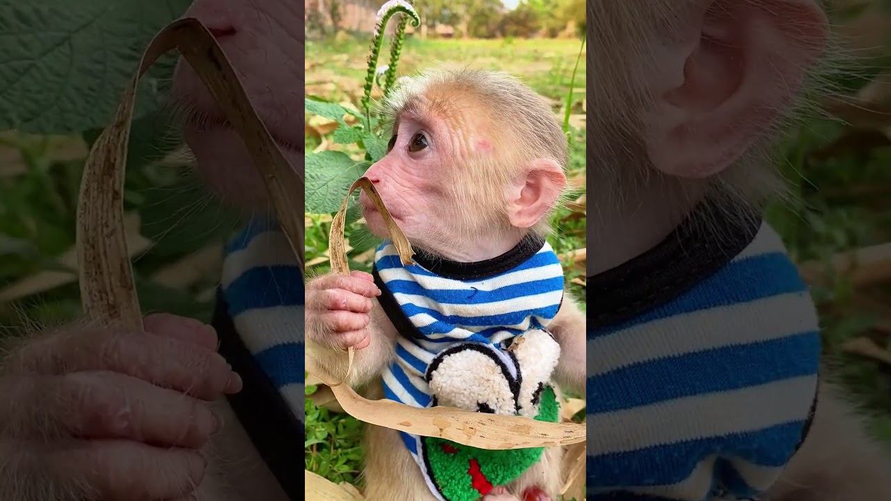 Smart monkey learns new tricks inside cozy human home 🏡🐵 