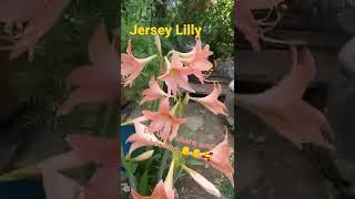 Download Lagu माझ्या गार्डन मधील Amaryllis belladonna | #jerseylily | #shorts | #ytshorts #amaryllisbelladonna MP3 Download Lagu माझ्या गार्डन मधील Amaryllis belladonna | #jerseylily | #shorts | #ytshorts #amaryllisbelladonna MP3
