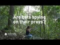 view Are bats spying on their preys? digital asset number 1