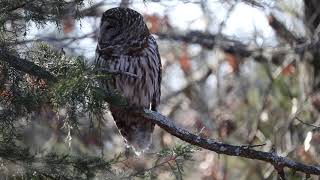 Barred Owl
