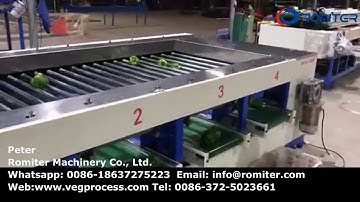 Automatic Green Pepper Size Sorting Grading Machine for Sale