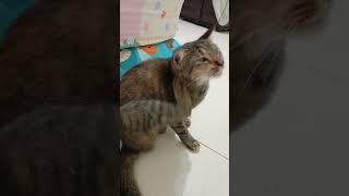 This Cat Is Surprised To Have 4 Legs funnyanimal funnycat