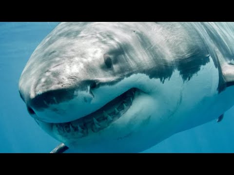 Video: Toothy Lies: 5 Top Shark Myths - Alternatívny Pohľad