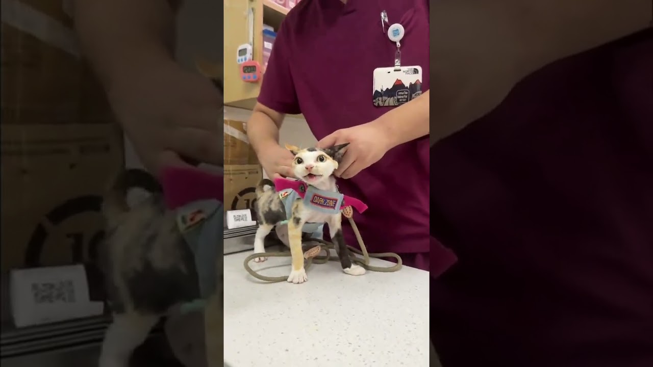 When your cat hates meeting the vet…