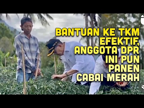 Bantuan ke TKM Efektif, Legislator Darul Siska pun Panen Cabai Merah