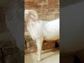 ##sheepbreeding ##homesheephome ##cute  like and subscribe