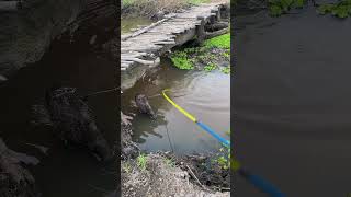 mancing ikan gabus di bawah jembatan darurat