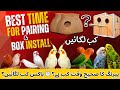 Birds Pairing & Nest Box Installation Complete Guide|پرندوں کی پیرنگ کب کریں؟ Nest Boxکب لگائیں?