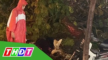 TP. HCM: Cây xanh tét nhánh trong mưa đè chết người | THDT