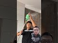 Cara mengganti lampu langit-langit tinggi #tipsseharihari #shorts
