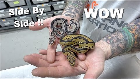 Stunning Axanthic Clown Clutch Update !!