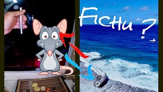 ON LE CROYAIT PERDU MAIS… Un rat à bord Voilier condamné sur le récif ou déséchoué ? Incroyable !!