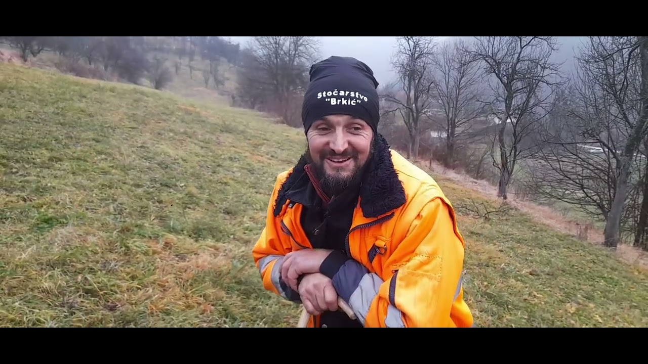 CUDO KOD OVCARA DUBA SA VLASICA