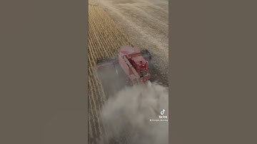 Harvesting time for Soya Beans with a Case 7088 harvester.