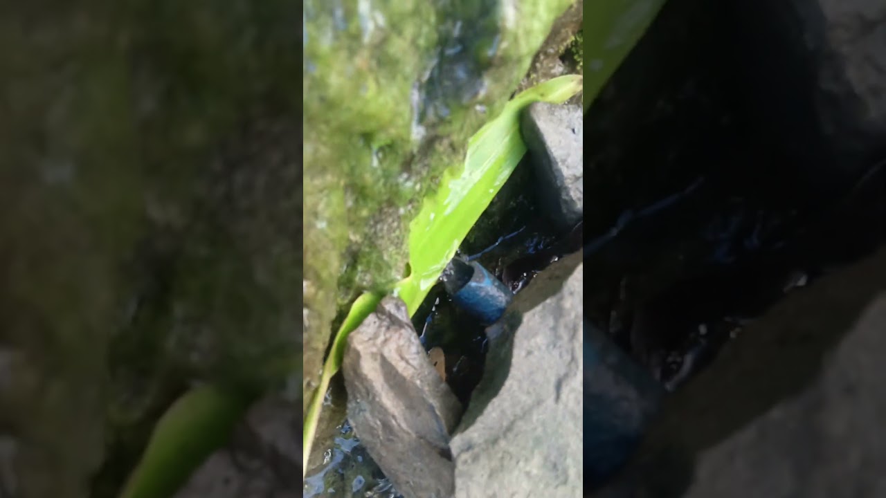 mizuram ot panir bebusta kora buddi 