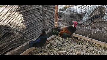 Tsov qab los saib kv cov qaib dub duas nawb twg nyiam noog tau tib si os ✅️🐓🐓🇱🇦🇱🇦♥️♥️