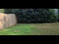 Rabbit getting scared and running away