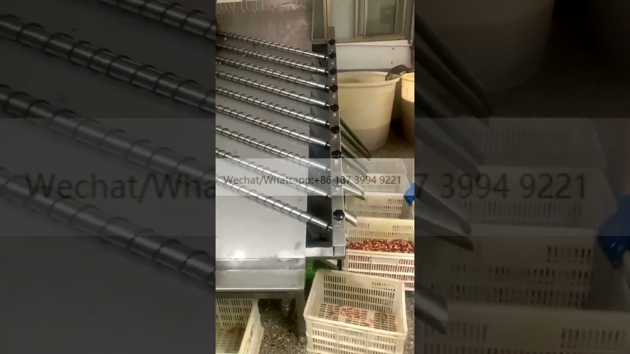 Shrimp sorting production line/shrimp grading selection machine/shrimp washing grading machine