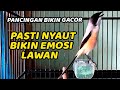 30 MENIT SUARA CENDET GACOR EMOSI CEPAT DI RESPON PENTET LAWAN, MASTERAN CENDET FULL TEMBAKAN MEWAH