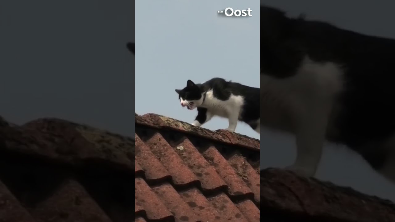 Deze Kat Speelt Een Spelletje Met De Brandweer En Wint Glansrijk RTV Oost