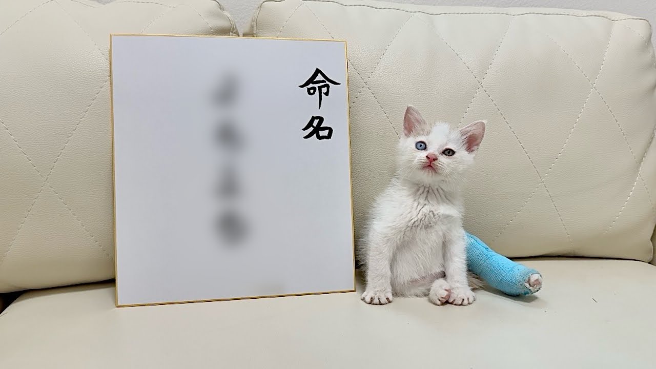 This is what we decided on when we named a one-month-old kitten