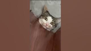 Nothing Stopping Me Remix (Silver Smoke Remix) 1 hour (trích đoạn giữa)